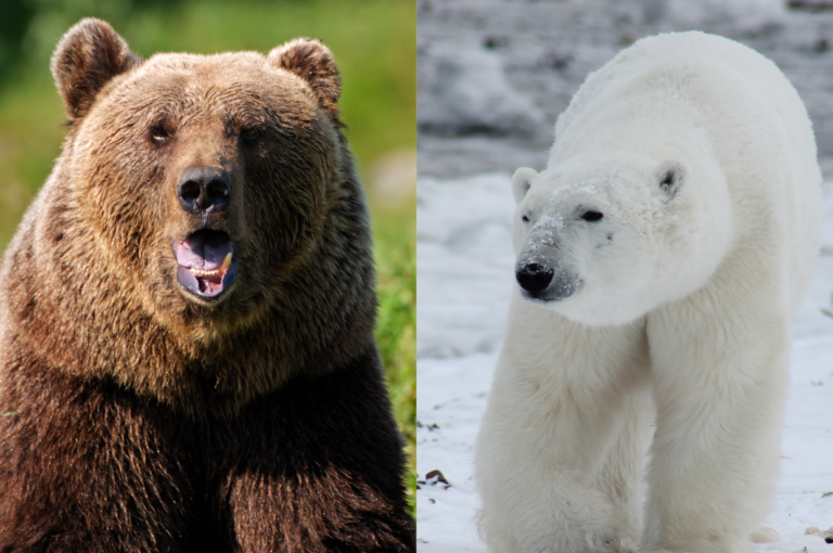 Kodiak Bear Vs Polar Bear
